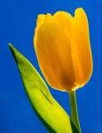 Martin Yellow_tulip.jpg
