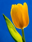 Martin Yellow_tulip.jpg