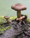 Fungi - Colin Lamb.jpg