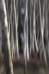 ICM 1 - Colin Lamb.jpg