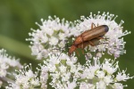 Mating Common Red Soldier Beetles - Colin Lamb.jpg