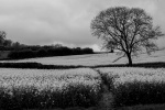Wendy1-Rapefields.jpg