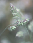 Grasses, by Maureen Tyrrell
