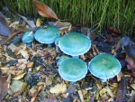 Magic Mushrooms, by John Powell