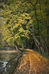 The Well Worn Path, by Gail Girvan