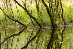 Reflections, by Jim Muller