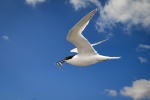 Sandwich Tern, by Jim Muller