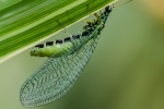 Lacewing, by John Emmett