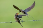 Swallow Feeding, by John Emmett