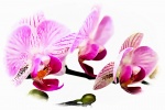 Orchid, by Maureen Tyrell