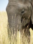 Elephant Grass, by Randall Miles