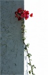 Wallflower, by Andreas Klatt