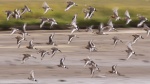 Colin Black-tailed Godwits.jpg