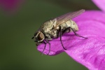 Colin Fly on petal.jpg