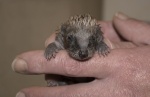 Gail baby hedgehog.jpg
