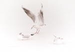 Gailgulls in the snow.jpg