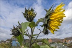 Mick sunflower.jpg