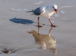 Wendy 2 Seagull, Studland.jpg