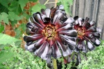 Chris_Vivid Succulent.jpg