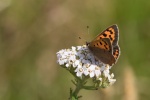 Colin_Small Copper_preview.jpg