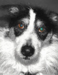 Frankie2_resize.JPEG