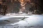 Adderbury lakes on ice!