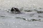 Grey Seal, by Stuart Weston