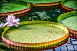 Water Lillies, by Wendy Meagher