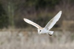 Barn Owl - Colin Lamb.jpg