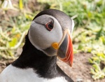 Puffin