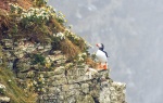 Bempton Puffin, by Chris Gregory