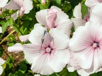 Upton Mallow with Visitors, by Chris Gregory
