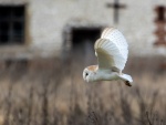 Barn Owl, by Colin Lamb