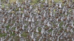 Bird wall, by Colin Lamb