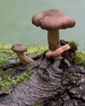 Fungi on log, by Colin Lamb