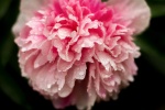 Raindrops On Peony, by Elaine Argent