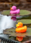 Reflections On A Lily Pond, by Elaine Argent