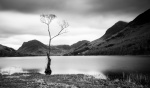 Lone Tree On Buttermere, by John Emmett
