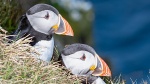 Puffins, by John Emmett