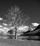 Single Tree, by John Emmett