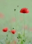 Standing Tall, by Maureen Tyrrell