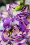 Petals, by Meriel Flux