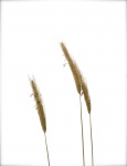 Crop, by Miggy Wild