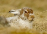 Mountain Hare, by Lindsey Smith