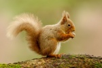 Red Squirrell, by Lindsey Smith