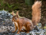 Red Squirrel at Snaizeholme, by Richard Broadbent