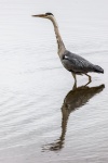 Anticipation, by Stuart Weston