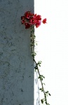 Wallflower, by Andreas Klatt ARPS
