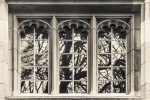 Three Windows, One Tree, by Wendy Meagher