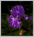 Iris, by Paul Brewerton LRPS